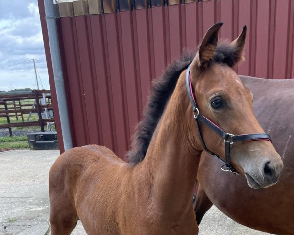 horse Venicio Q (Westphalian, 2021, from Vaderland OLD)