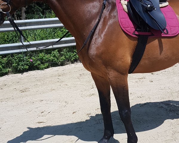 Pferd Laurin E 2 (Hessisches Warmblut, 1999, von Lucky Luke)