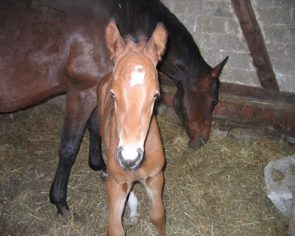Springpferd Ernesto 66 (Rheinländer, 2007, von Ehrentanz I) Springpferd Ernesto 66 (Rheinländer, 2007, von Ehrentanz I)
