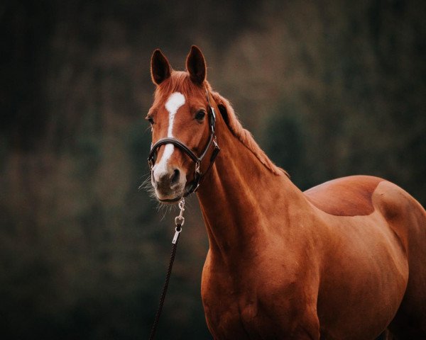 jumper Leonie 223 (German Warmblood, 2009, from Cassandro 10)