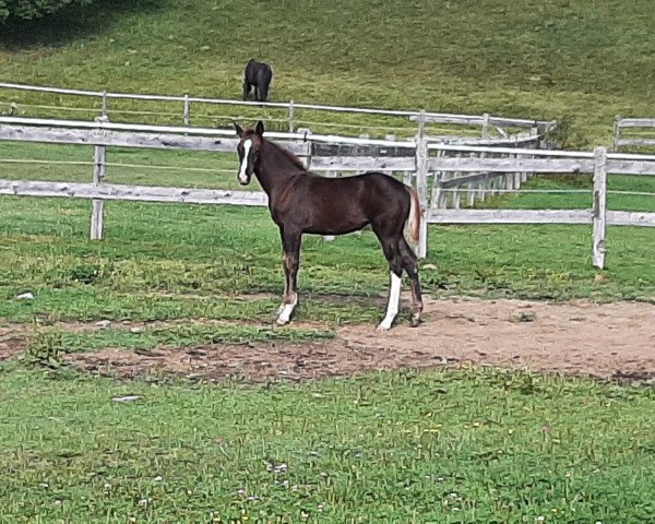 horse Farytale of Fidertanz (Austrian Warmblood, 2021, from Fidertanz)