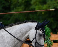 broodmare Artemis AHM (Trakehner, 2012, from Idamantes)