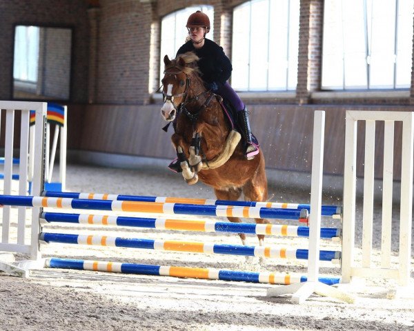 jumper Shining Day (German Riding Pony, 2004, from Nantano)