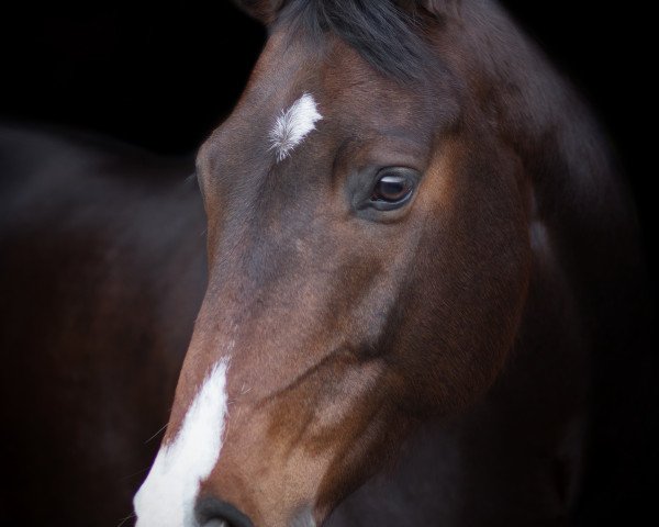 horse Conseigneur (Holsteiner, 2010, from Helenenhof's Carabas)
