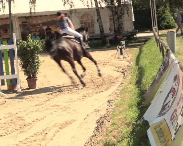 Großes Reit- und Springturnier Herbern 2016