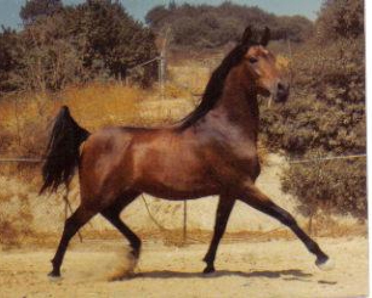 Deckhengst Elbateer RSI (British Sport Horse, 1972, von Ansata el Salim 1967 ox)