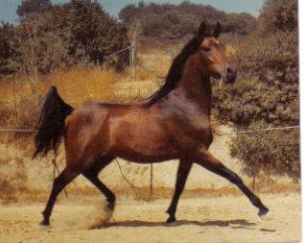 stallion Elbateer RSI (British Sport Horse, 1972, from Ansata el Salim 1967 ox) stallion Elbateer RSI (British Sport Horse, 1972, from Ansata el Salim 1967 ox)