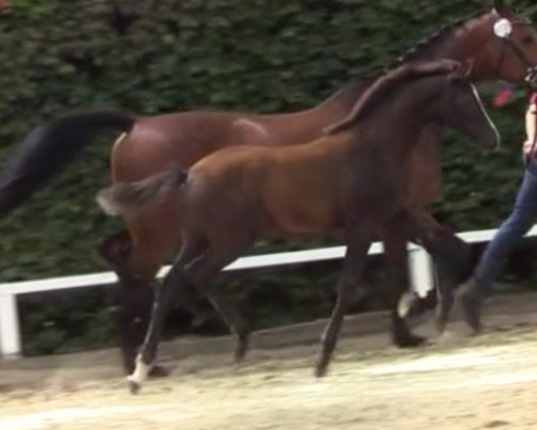 Springpferd Ma Cherie 53 (Holsteiner, 2019, von Catch)