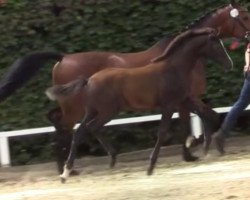 Springpferd Ma Cherie 53 (Holsteiner, 2019, von Catch)