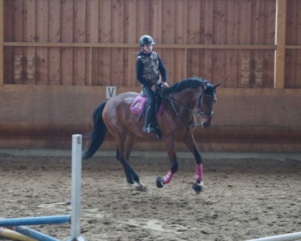 Pferd Baristo (Rheinländer, 2014, von Barroso)
