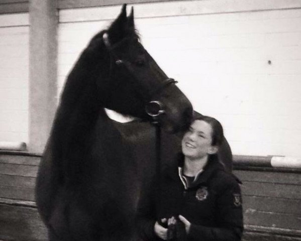 dressage horse Amicelli 82 (Westphalian, 2003, from Amantus)