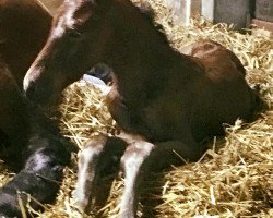 Springpferd San Classic (Westfale, 2018, von Sandro Boy)