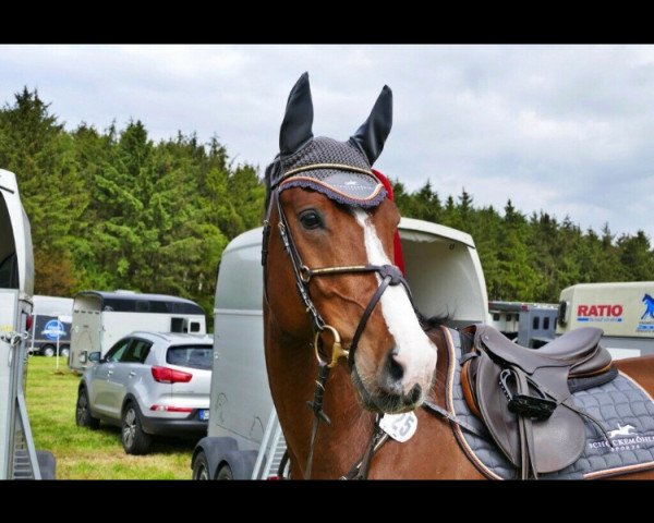 jumper Charly 1623 (Oldenburg, 2013, from Chlodwig)