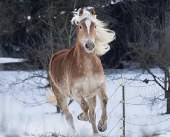 horse Starlook Golden Amadeus (Haflinger, 2017, from Starlook)