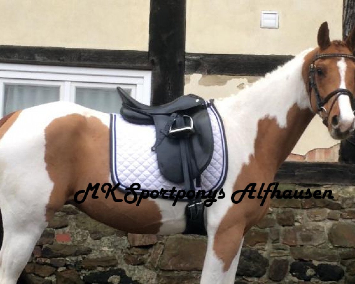 Deckhengst Nerosh ibn Nero (Deutsches Reitpony, 2008, von Neron)