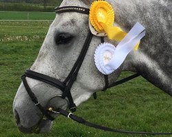Springpferd Galante 106 (Holsteiner, 2014, von Contendro I)
