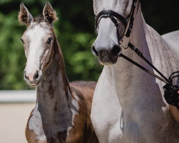horse Galito (Westphalian, 2019, from Great Star 4)