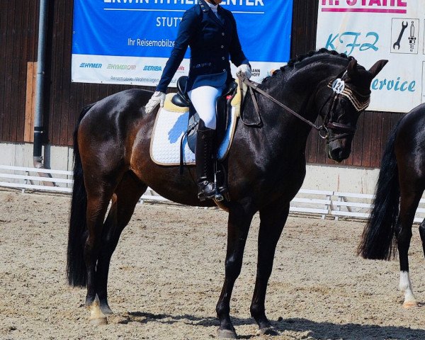 Dressurpferd Don Ferro 3 (Hannoveraner, 2009, von Fürst Grandios)
