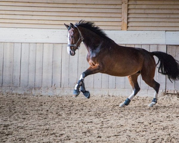 Springpferd Fiodora GK (Holsteiner, 2012, von Connor 48)