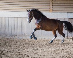 jumper Fiodora GK (Holsteiner, 2012, from Connor 48)