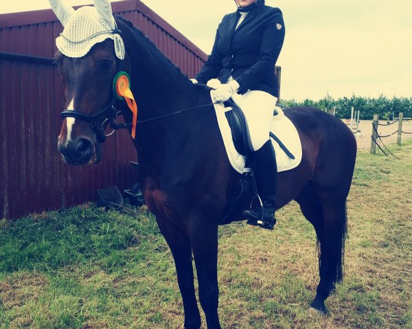 jumper Doolittle E (Hanoverian, 2007, from Don Frederico)