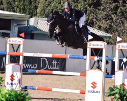 jumper Billy In Fashion (anglo european sporthorse, 2010, from Billy Congo)