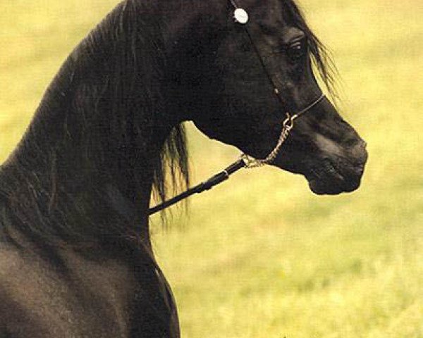 Deckhengst Al Baraki (British Sport Horse, 1995, von Thee Desperado 1989 EAO)