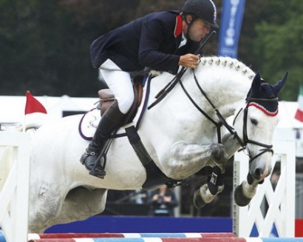 stallion Cevin Z (Zangersheide riding horse, 1997, from Coriall 2)