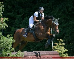 jumper Quattrino 6 (Holsteiner, 2007, from Quite Capitol)
