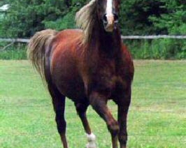 Fattrice Cedardell Tiffany ox (Puro sangue arabo, 1974, di Serenity Menkaure ox)