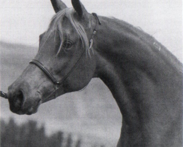 Zuchtstute Akid Fa Mona (British Sport Horse, 1977, von The Egyptian Prince 1967 ox)