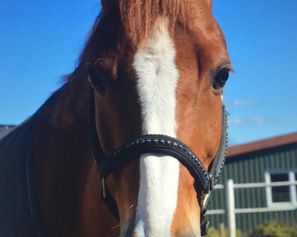 dressage horse Ferrari PL WE (German Riding Pony, 2011, from Famos)