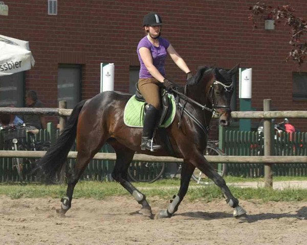 horse Rubina-Desteney (Hanoverian, 2006, from Rubinero 2)
