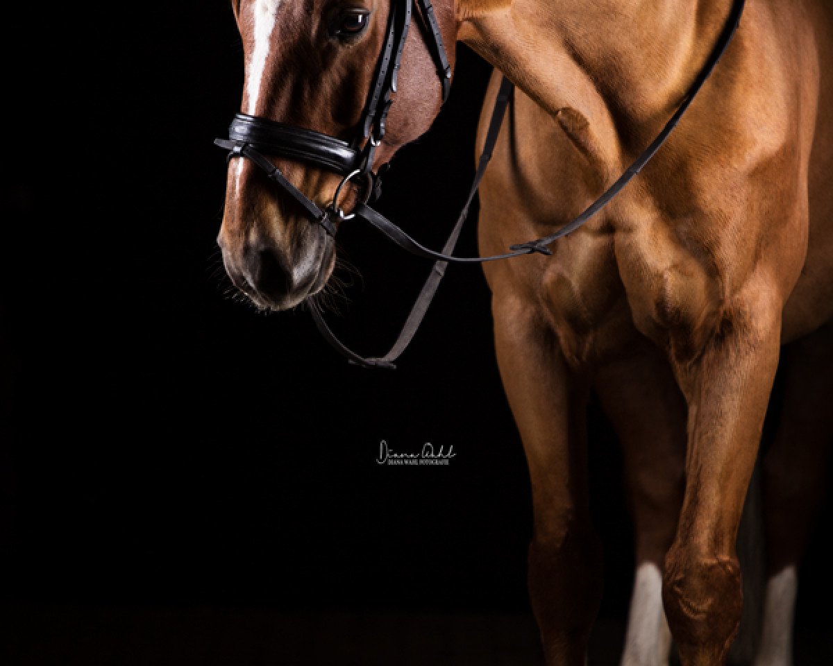 dressage horse Feels like Heaven 3 (Westphalian, 2004, from Fürst Piccolo)