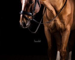dressage horse Feels like Heaven 3 (Westphalian, 2004, from Fürst Piccolo)