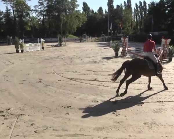 Reitturnier Schwetzingen 2016