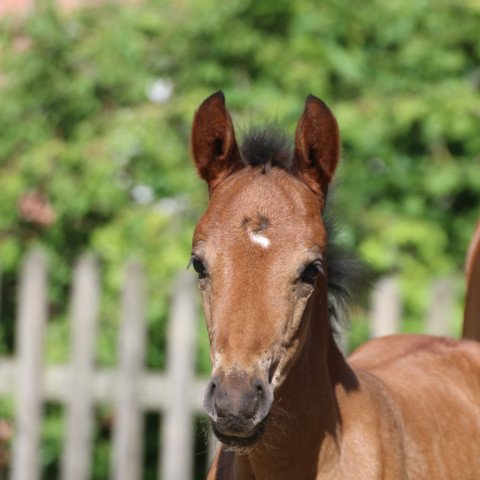Springpferd Dieudonné (Deutsches Reitpony, 2019, von Dating AT NRW)