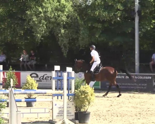 Reitturnier Schwetzingen 2016