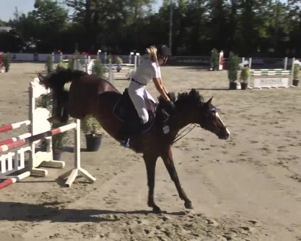 Reitturnier Schwetzingen 2016