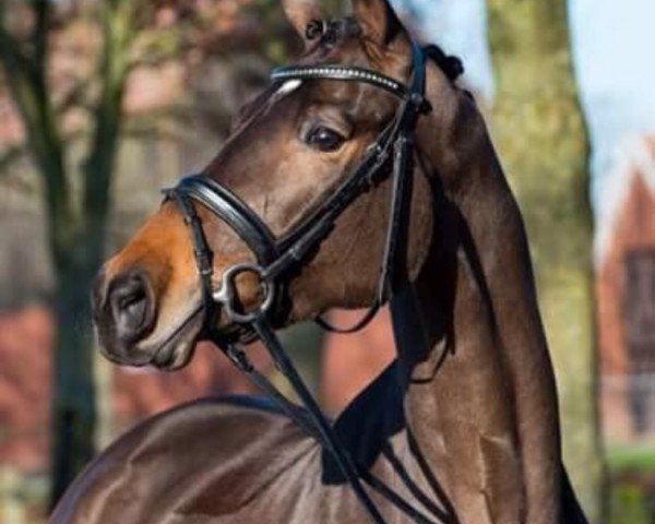 Zuchtstute Olivia (Trakehner, 2013, von Amadelio)