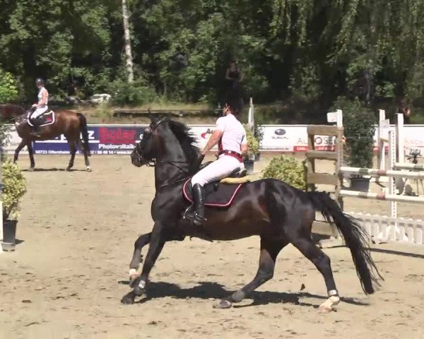 Reitturnier Schwetzingen 2016