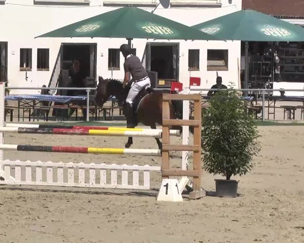 Reitturnier Schwetzingen 2016