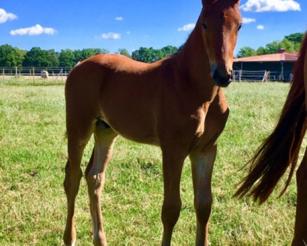 Springpferd Freddy R (Westfale, 2019, von For The Moment L)