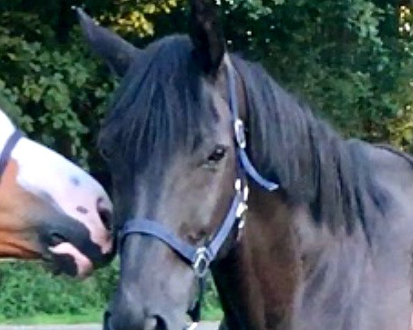 Zuchtstute Francy (Hessisches Warmblut, 2004, von Falkenfürst)