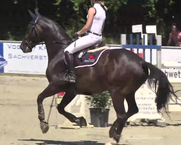 Reitturnier Schwetzingen 2016