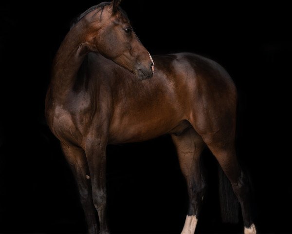 jumper Chasing Dreams (Zangersheide riding horse, 2014, from Chellsini Z)