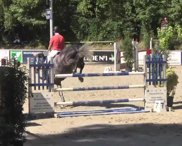 Reitturnier Schwetzingen 2016
