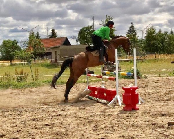 broodmare Maya (Hanoverian, 2014, from Messenger)