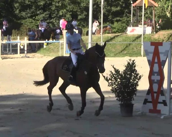 Reitturnier Schwetzingen 2016