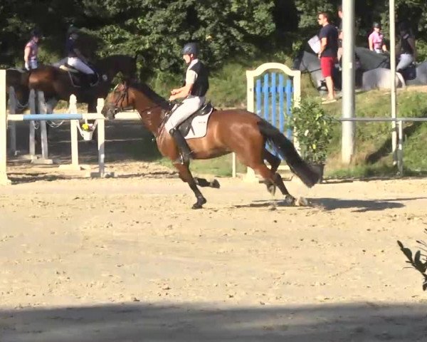 Reitturnier Schwetzingen 2016